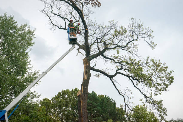 Best Arborist Consultation Services  in Lawnside, NJ