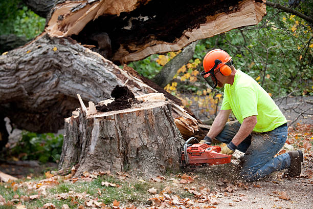 Best Lawn Grading and Leveling  in Lawnside, NJ